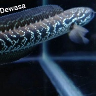 channa asiatica white spot pure,Asiatica ws,Ikan Channa(Garansi 100%)