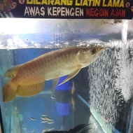 arwana golden red rtg