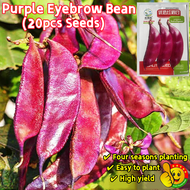 Purple Eyebrow Bean Seeds for Sale (Fresh 20pcs Seeds) Benih Lentil  High Yield Red Hyacinth Bean Se