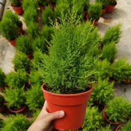 MM[Leaf Live Plant] Goldcrest Lemon Cypress