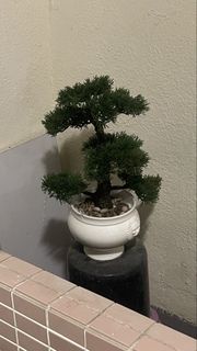 羅漢松盆栽