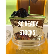 🇸🇬 Deep Plastic Scoop (Betta,Guppy,Molly,Shrimp,Tetra)