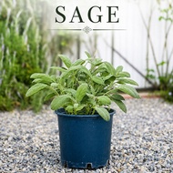 Pokok Sage Hidup Live Sage Plant Fresh Culinary Herbs Tree Anak Pokok Sage Pasu Kebun