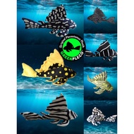 ORIGINAL GREEN PLECO Plush, Soft Toy (US Brand), Fish Aquarium Collectibles (12 inch, 30cm)