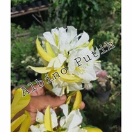 tanaman bibit bunga Bougenville albino putih import