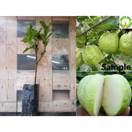 Fruit Tree - Anak pokok Jambu Batu/ Jambu Batu Lohan Seedless / Guava Tree 番石榴树 Cepat Buah for HOME/GARDEN decoration