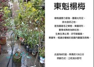 心栽花坊-東魁楊梅/特大甜楊梅/楊梅/8吋盆/嫁接苗/水果苗/售價1500特價1200