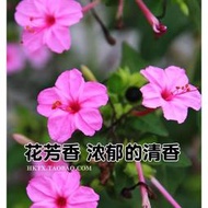 現貨  特價 小欣種業觀花種子紫茉莉種子茉莉花地雷花種子胭脂花陽臺易種盆栽草花種籽