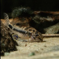 ikan hias corydoras paleatus ikan pemakan kotoran dan alga