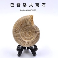 Natural Baplov Ammonite Ancient Biological Fossil Ammonite Fossil Ornaments Popular Science Children