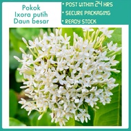 PBN - pokok Ixora putih daun besar - daun flower pokok bunga nursery jenjarum tudung periuk outdoor 