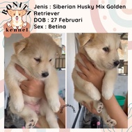 Promo Termurah / Golden Retriever Mix Siberian Husky Anjing Golden