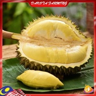 Anak Pokok Durian Chanee Kani D123 Pokok Import Dari Thailand