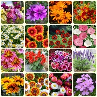 Flower Seeds : biji benih bunga (20 seeds) 花种子 (Dahlia lavender Gazania Chrysanthemum rose )