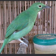 burung cucak ijo betina
