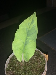 Alocasia Bisma Varigata