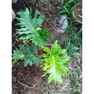 TANAMAN HIAS/BUNGA HIAS/PHILO DENDRON/MONSTERA JARI