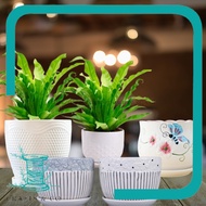Super Size Pasu Orkid / Pasu Bonsai Size Besar / Pasu Ceramic / Orchid Vase / Ins Vase Big Size / 盆栽花盆 陶瓷花盆 花盆特大 (