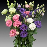 F41 50pcs Flower Eustoma / Biji Benih Bunga Eustoma mix color /  重瓣洋桔梗花 花种子