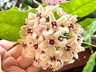 Hoya Buotii 毬蘭