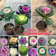 [Easy To Grow In ] 150 Seeds Assorted Ornamental Kale Flower Seeds Flowering Kale Plant Seed Pigeon 