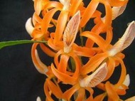 Den. tosaense X Den.unicum, 台灣黃花石斛 X 緬甸獨角石斛 ,亮麗組合的全新育種!