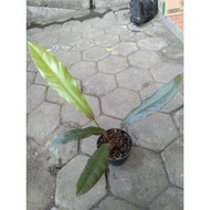 anthurium keris black ksinde 7519pl
