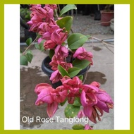 ╲ ∬ ◝ SALE!!!  RARE ROOTED BOUGAINVILLEA