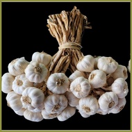▩ ♂ ♀ 1kg Medium Native Ilocos Bawang (Bundled per kilo)