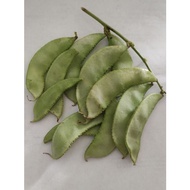 彭皮豆种子 Hyacinth Bean Seed