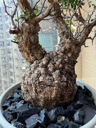 象足漆樹