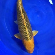 Ikan Koi Jumbo 50Cm Bu Matsuba Ogon / Ki Matsuba Hirasawa