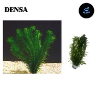 [LOW TECH] Egeria Densa | Anacharis | Aquatic Live Plant