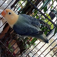 Burung Biola PB Dark Vio