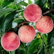 Peach Tree Seeds Peach Tree Seeds Peach Tree Seeds Fruit Tree Peach Tree Seeds Fruit Peach Tree Seed