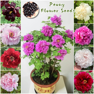 ง่ายที่จะเติบโต เมล็ดสด100% เมล็ดพันธุ์ ดอกโบตั๋น บรรจุ 20 เมล็ด คละสี Mixed Colors Peony Flower Seed เมล็ดดอกไม้ บอนสีราคาถูก เมล็ดบอนสี ต้นไม้มงคล บอนสี ดอกไม้ปลูกสวยๆ เมล็ดพันธุ์ดอกไม้ ไม้ประดับ พันธุ์ดอกไม้ ต้นบอนสี บอนไซ ดอกไม้ปลูก Seeds for planting