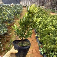 Authentic Island Chrysanthemum Heart Arhat Pine Native Mother Tree Result Arhat Pine Evergreen Cold-