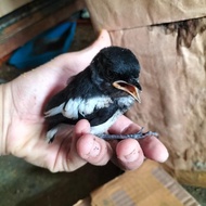 burung kacer anakan pilihan