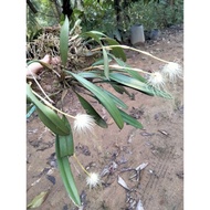 Bulbophyllum medusae / pokok orkid hutan