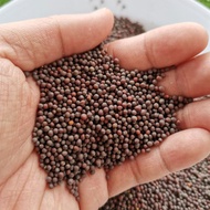 Mustard Seeds Mustard Seeds