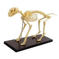 GOOD Anatomical Feline Skeletal Structure Model Realistic Feline Bone Anatomy Model