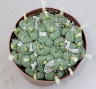 10 เมล็ด เมล็ดพันธุ์ Conophytum โคโนไฟตัม กระบองเพชร ไม้อวบน้ำ กุหลาบหิน แคคตัส Castus สายพันธุ์ obcordellum ‘giftbergense’