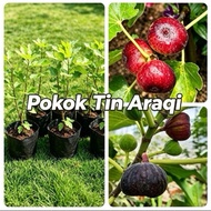 pokok tin araqi.pokok tut sedia berbuah