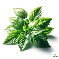 Daun Selasih l Wholesale Available