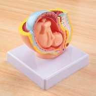 Human Pregnancy Fetal Development 9Th Month Embryonic Pelvic Model Fetus Foetus Pregnancy Anatomy of