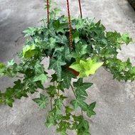 GPS Green Plant Society Live Plant English Ivy Hanging 常春藤 P150