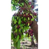 chuyên cây giống--- cây khế tàu khế Tây