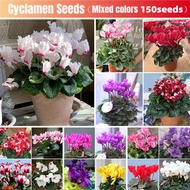 *ขายเมล็ดพันธุ์/ประเทศไทยพร้อมสต็อก*คละได้ 150 เมล็ด เมล็ดพันธุ์ ไซคลาเมน บอนสี Mixed Colors Cyclamen Seeds for Planting Rabbit Ear Flower Seed พันธุ์ดอกไม้ ต้นไม้ประดับ ต้นดอกไม้สวยๆ ดอกไม้จริง เมล็ดพันธุ์แท้ Radish Crabapple เมล็ดดอกไม้ เมล็ดบอนสี