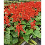 Scarlet Sage Live Plant - Fresh Gardening Indoor Plant Outdoor Live Plant