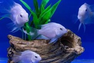 【水中游】白金寶藍鸚鵡 慈鯛 觀賞魚 白金藍寶鸚鵡 白金鸚鵡